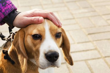 Beagle köpeğinin yakın çekimi ve başını okşayan bir çocuğun elleri..