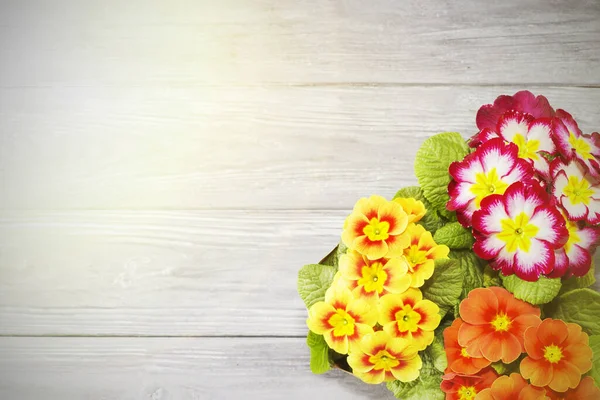 Primrose Jsou První Květy Které Kvetou Začátkem Jara Dřevěném Pozadí — Stock fotografie