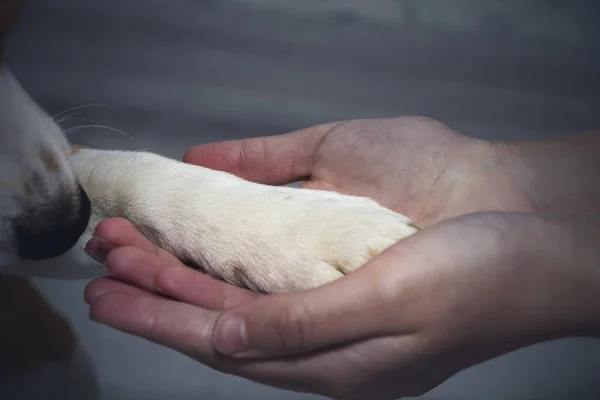 Een hondenpoot in een mensenhand. Huisdier. Vriendschap. — Stockfoto