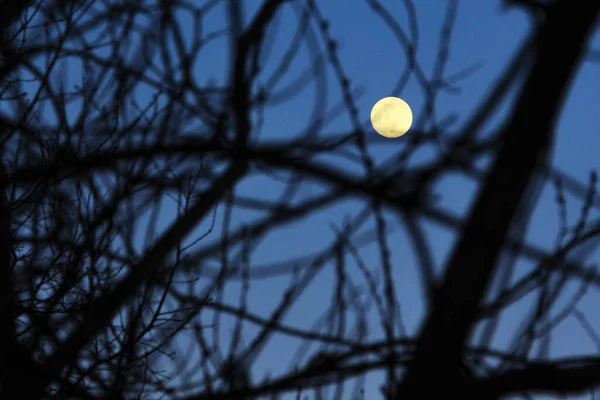 A lua brilha através dos ramos. Lua foco de borrão frontal . — Fotografia de Stock