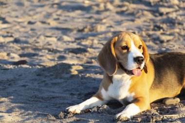 Sevimli üç renkli Beagle köpeği, üzgün görünüm. Sahibini bekliyor..