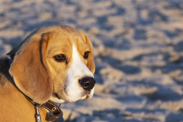 cute tricolor Beagle puppy, sad look. Waiting for the owner