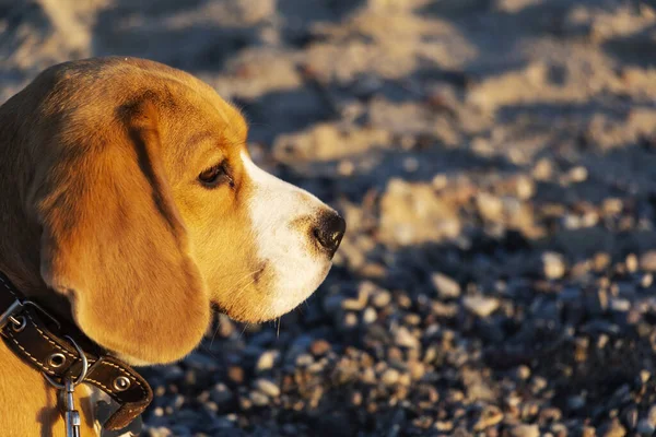 cute tricolor Beagle puppy, sad look. Waiting for the owner