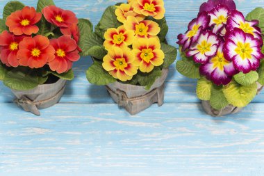 Çuha çiçekleri, ilkbaharın başlarında, ahşap bir arka planda ve yazıtlar için bir yerde açan ilk çiçeklerdir. Hediye. Anneler Günü.