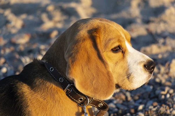 Lindo Tricolor Beagle Cachorro Mirada Triste Esperando Propietario —  Fotos de Stock