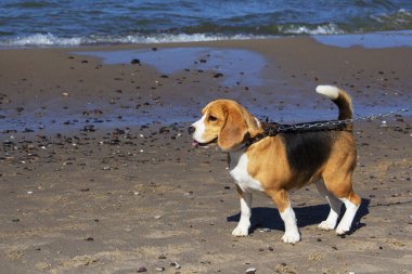 Sevimli üç renkli Beagle köpeği, üzgün görünüm. Sahibini bekliyor..