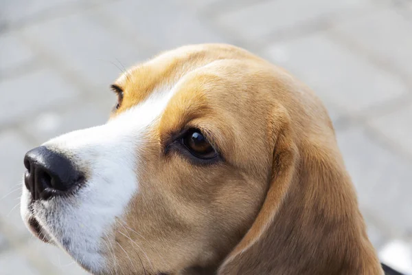 Słodkie trójkolorowy szczeniak Beagle, smutny wygląd. Czekam na właściciela.. — Zdjęcie stockowe