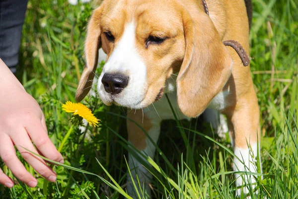 a Beagle dog sniffs a dandelion in a clearing.