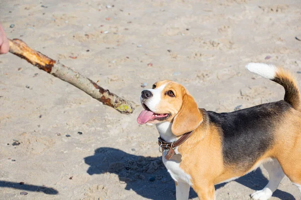 Feliz joven Beagle. Adorable perro corre a lo largo de la playa por un palo . —  Fotos de Stock