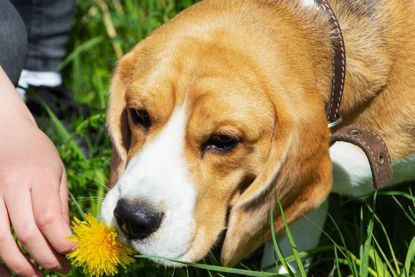 Bir Beagle köpeği açık alanda bir karahindiba kokluyor.