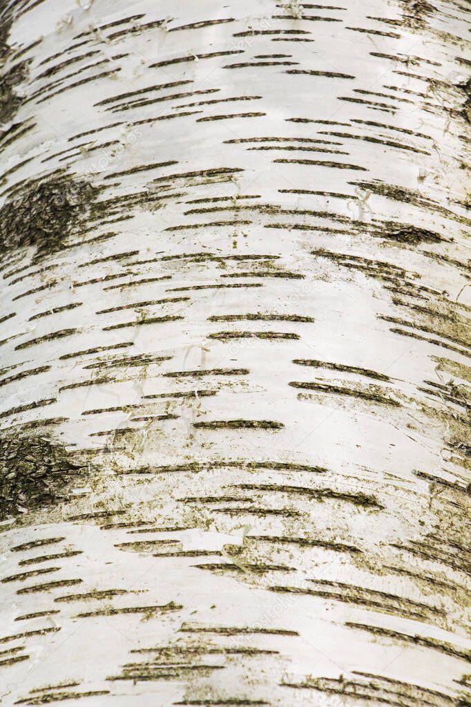 In the forest, the trunk of a birch tree is useful for the background.