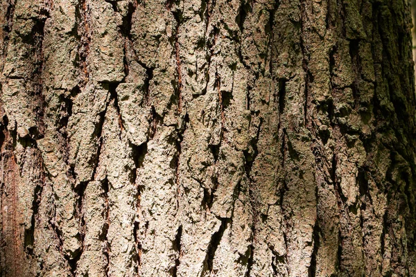 Yaşlı Bir Ağacın Kabuğu Kabuğun Rahatlaması Eski Kabuğun Dokusu — Stok fotoğraf
