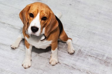 Şişko bir Beagle köpeği yerde oturur ve yemek bekler.