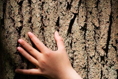 Kadın kolları ağaca sarılıyor. Çevre koruma kavramı.