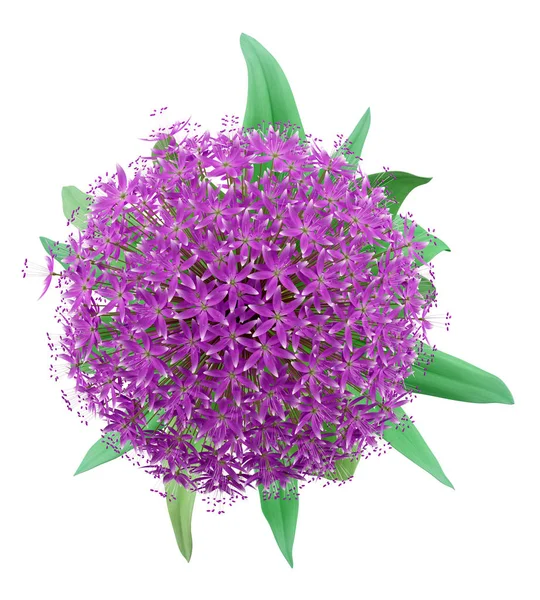 Top view of allium flower isolated on white background. 3d illus — Stock Photo, Image