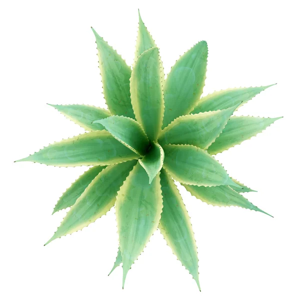 Вид сверху растения алоэ изолирован на белом фоне. 3D-иллюстрация — стоковое фото