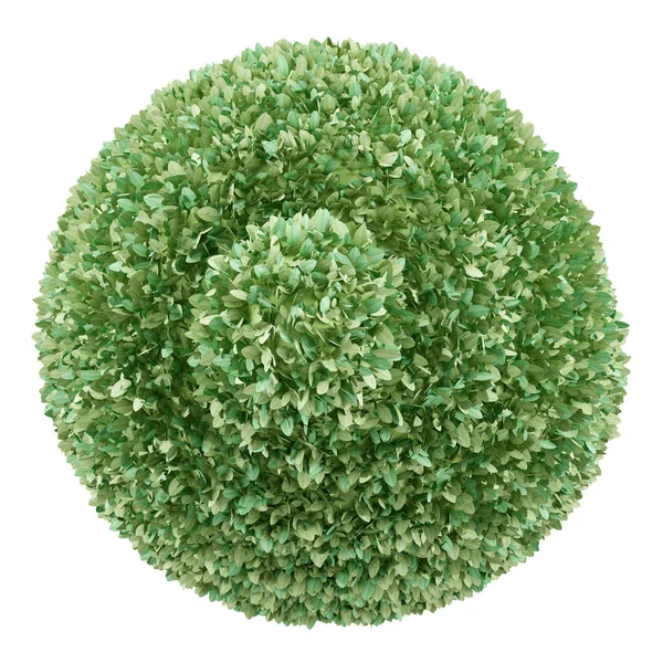 Top view of boxwood plant isolated on white background. 3d illus — Stock Photo, Image