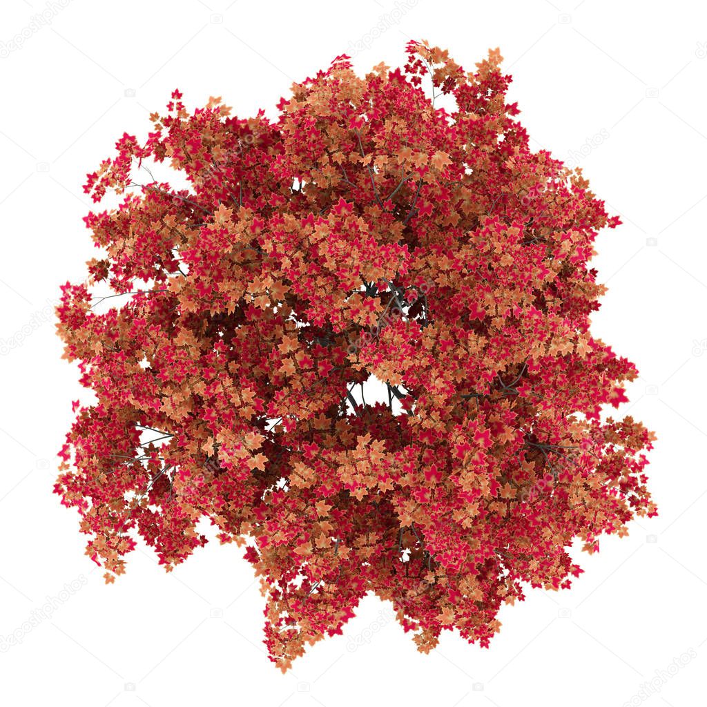 top view of japanese maple tree isolated on white background. 3d