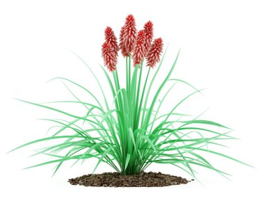 Beyaz arka plan üzerinde izole kniphofia bitki. 3D çizim 