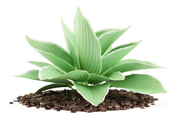 hosta plant isolated on white background. 3d illustration 
