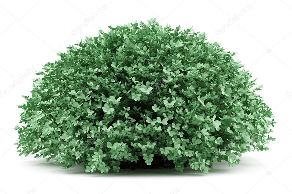 round boxwood plant isolated on white background. 3d illustratio