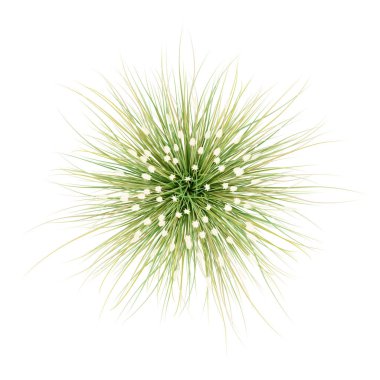 Beyaz arka plan üzerinde izole süs çim bitkinin Üstten Görünüm.