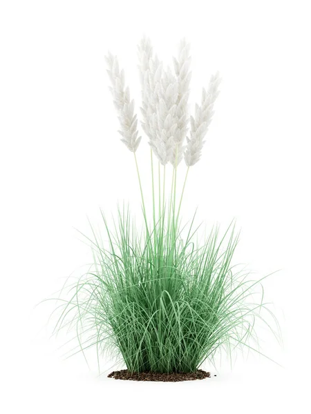 白い背景に分離された観賞用の草植物 — ストック写真
