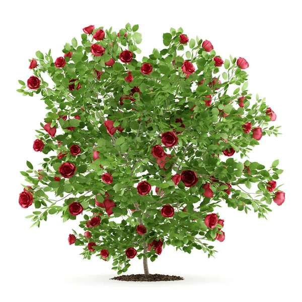 Červená růže keř rostliny izolovaných na bílém pozadí — Stock fotografie