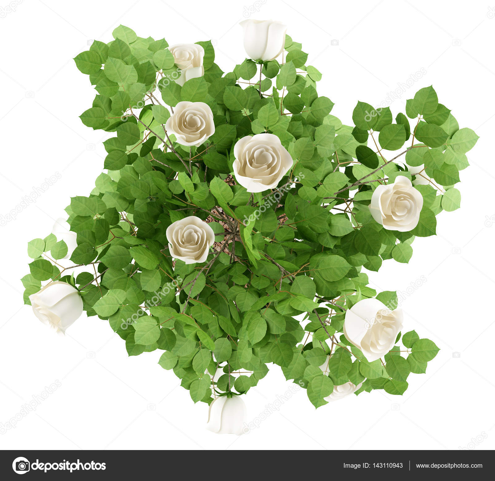 vue de dessus de plante arbre rose blanc isolé sur fond ...