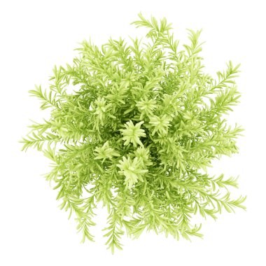 top view of thin leaves sedum plant isolated on white background clipart