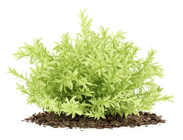 Dunne bladeren sedum planten geïsoleerd op een witte achtergrond. 3D-afb — Stockfoto