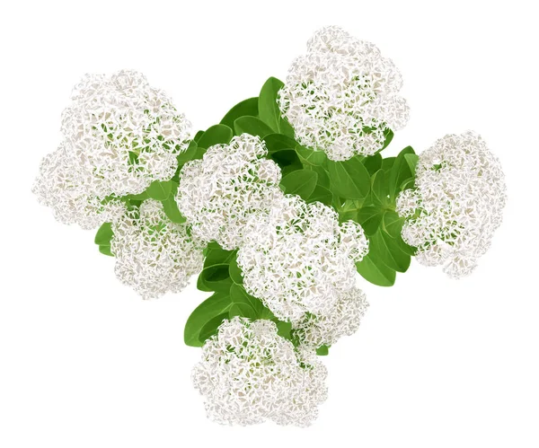 顶视图的开花景天植物离体在白色背景上. — 图库照片