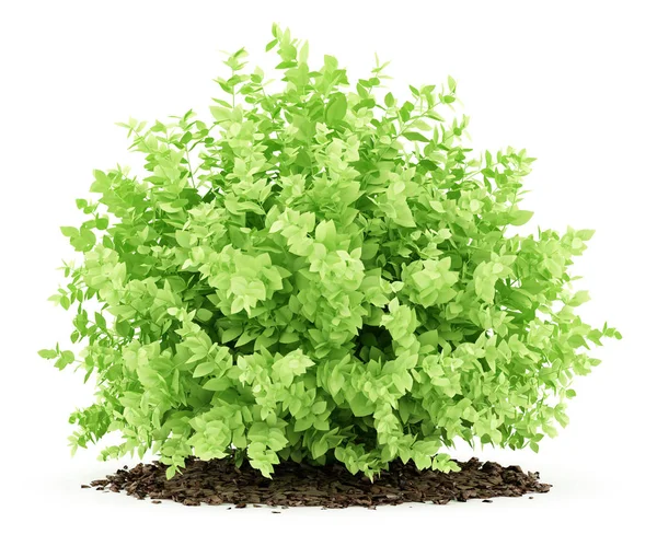 Small boxwood plant isolated on white background. 3d illustratio — Stock Photo, Image