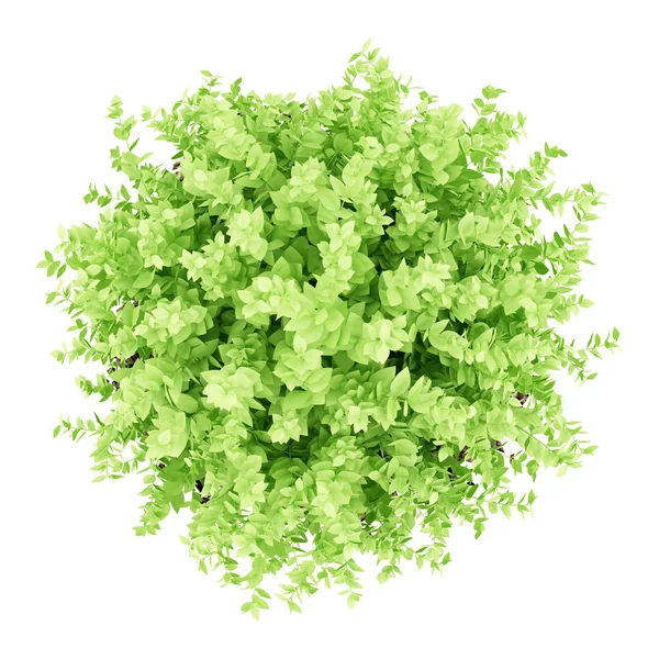 Top view of small boxwood plant isolated on white background. 3d — Stock Photo, Image