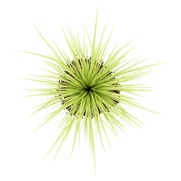 Pohled shora rostliny yucca izolovaných na bílém pozadí. 3D illustr — Stock fotografie