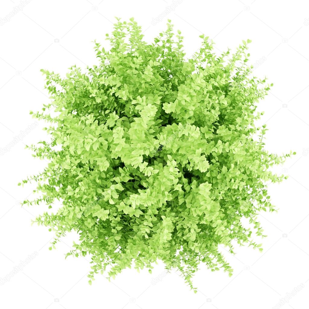 top view of large boxwood plant isolated on white background. 3d