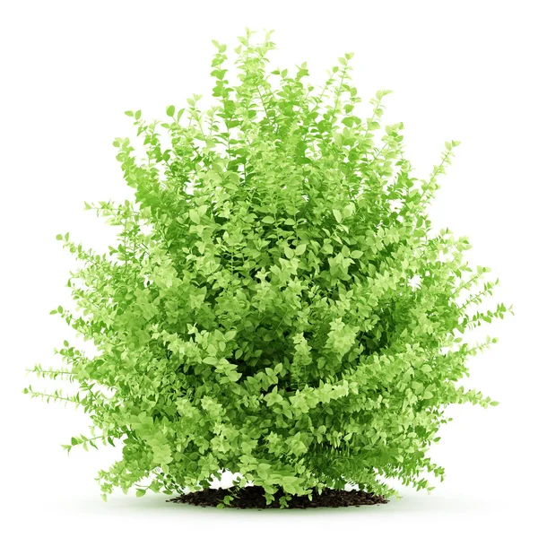 Beyaz arka plan üzerinde izole büyük Şimşir bitki. 3D illustratio — Stok fotoğraf