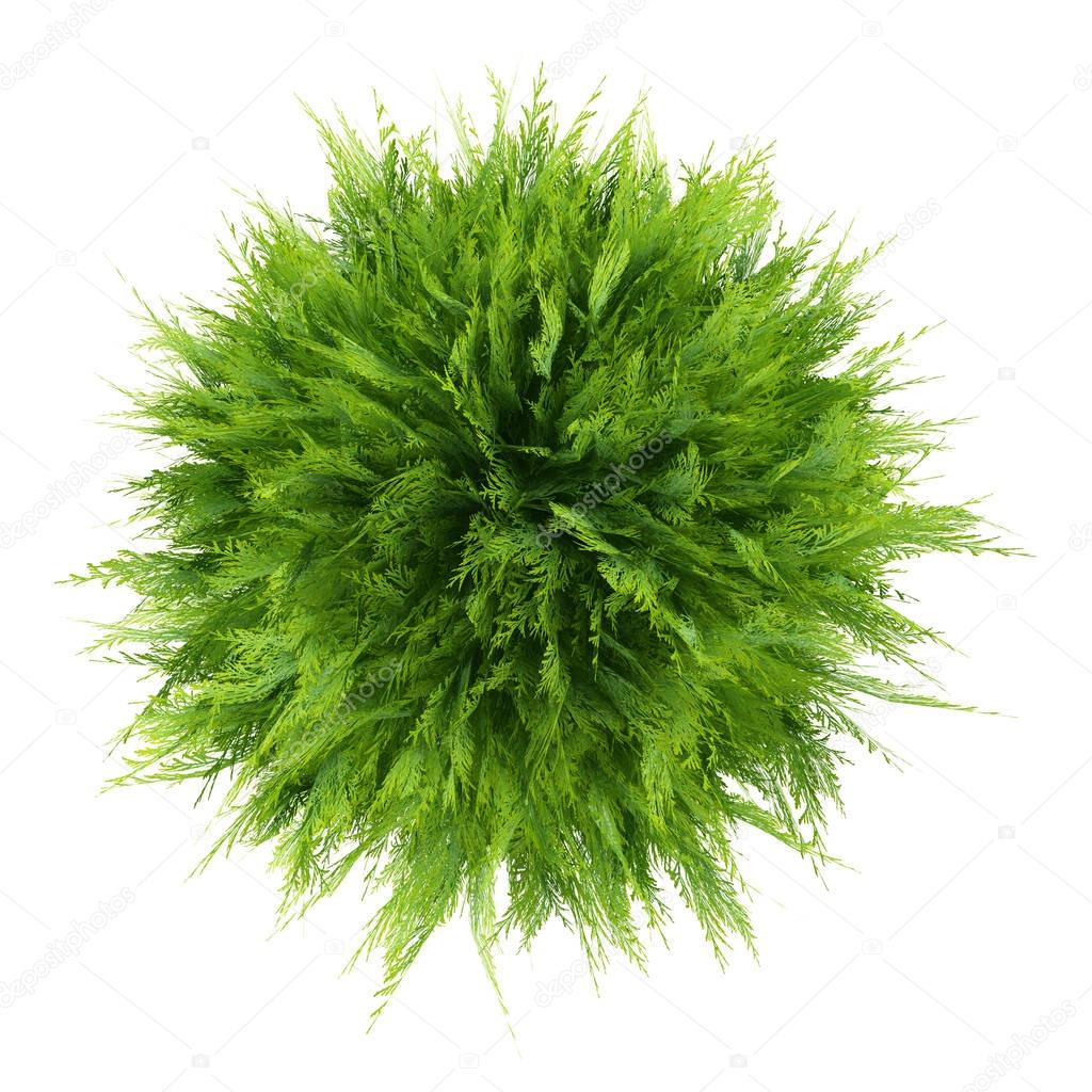 top view of thuja plant isolated on white background. 3d illustr
