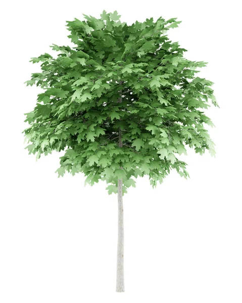 Árbol de arce norway aislado sobre fondo blanco. ilustración 3d —  Fotos de Stock