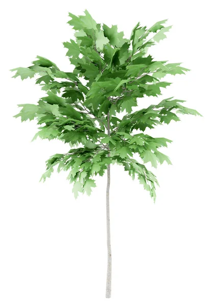 Albero di acero norway isolato su sfondo bianco. Illustrazione 3d — Foto Stock