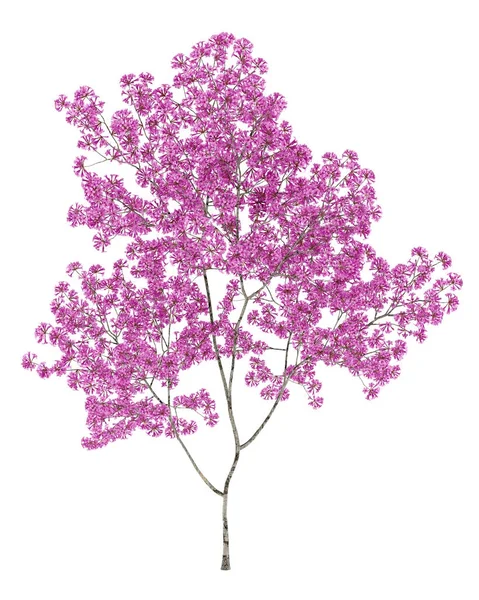 Drzewa lapacho czerwony na białym tle. ilustracja 3D — Zdjęcie stockowe