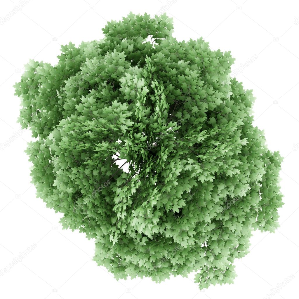 top view of norway maple tree isolated on white background. 3d i