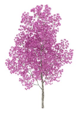 red lapacho tree isolated on white background. 3d illustration clipart
