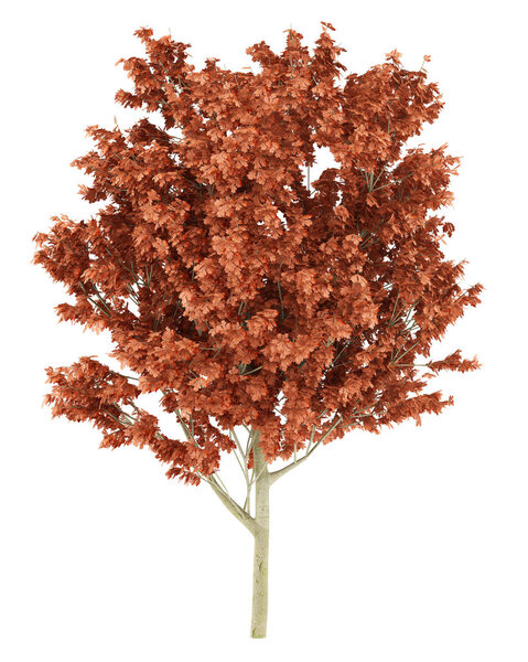 red oak tree isolated on white background. 3d illustration