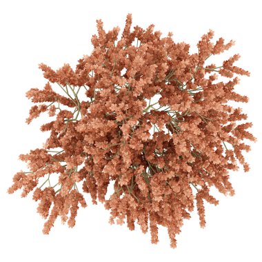 Üstten Görünüm beyaz arka plan üzerinde izole kırmızı meşe ağacının. 3D illust