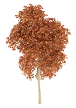 red oak tree isolated on white background. 3d illustration clipart