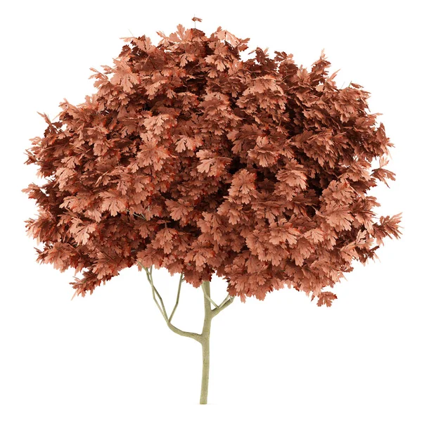 Drzewo dąb czerwony na białym tle. ilustracja 3D — Zdjęcie stockowe