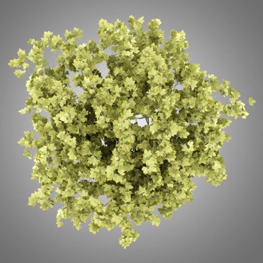 Üstten Görünüm gri arka plan üzerinde izole Norveç akçaağaç ağaç. 3D Il