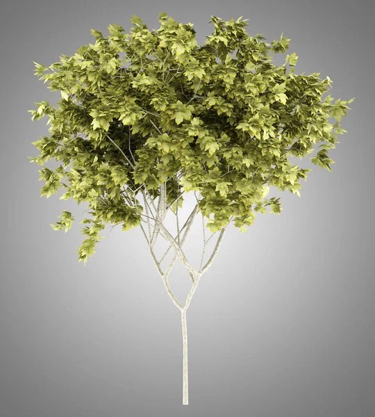 Albero di acero norway isolato su sfondo grigio. Illustrazione 3d — Foto Stock