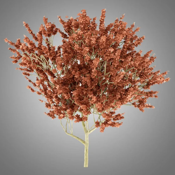 Червоне дубове дерево ізольоване на сірому фоні. 3d ілюстрація — стокове фото